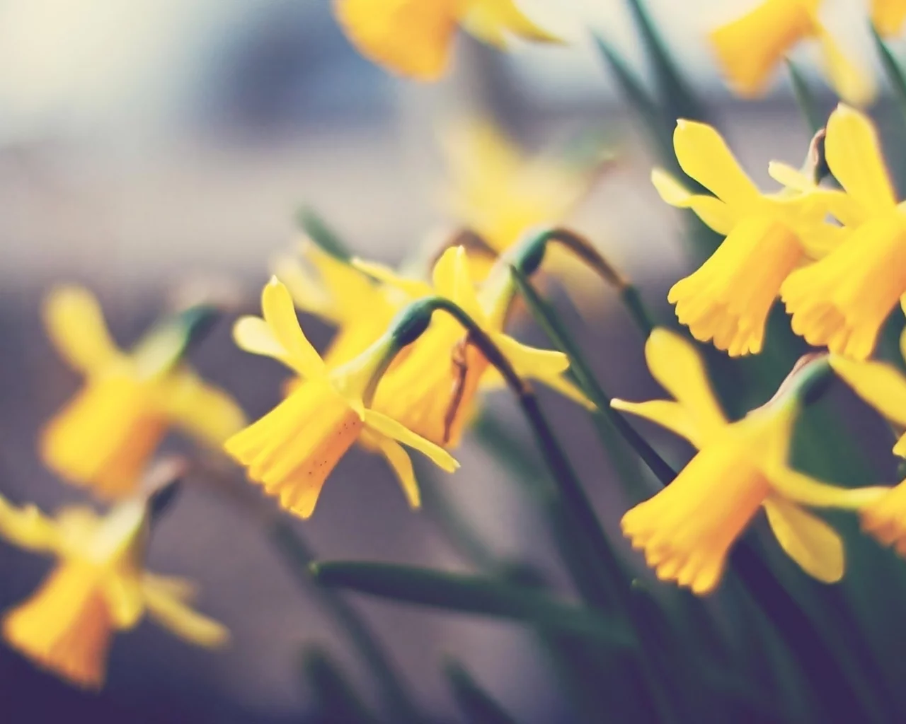 нарциссы, растение, цветок, flower, макро, цветы