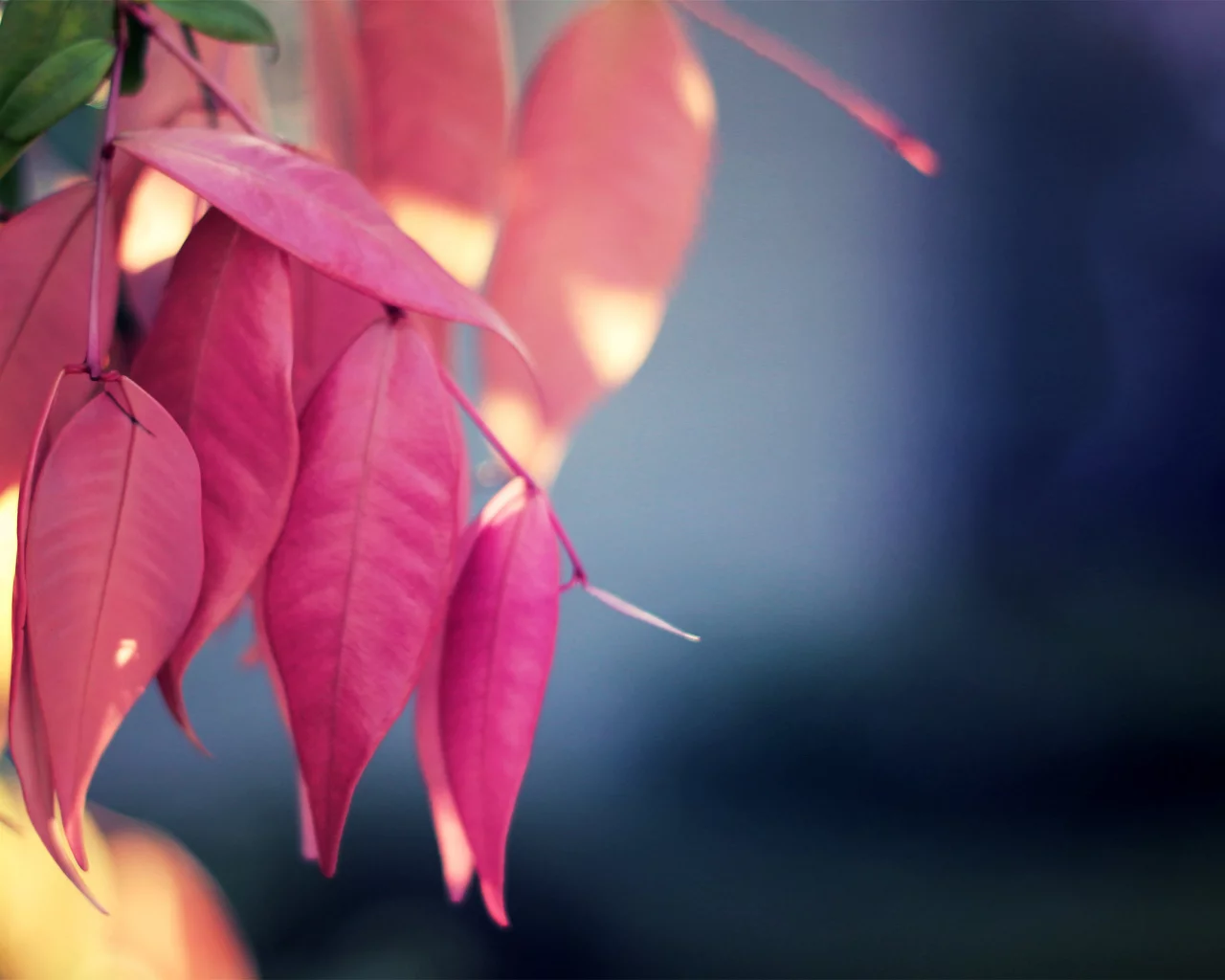 растение, макро, leaf, leaves, розовый, природа, macro, nature, цвет, pink, листья
