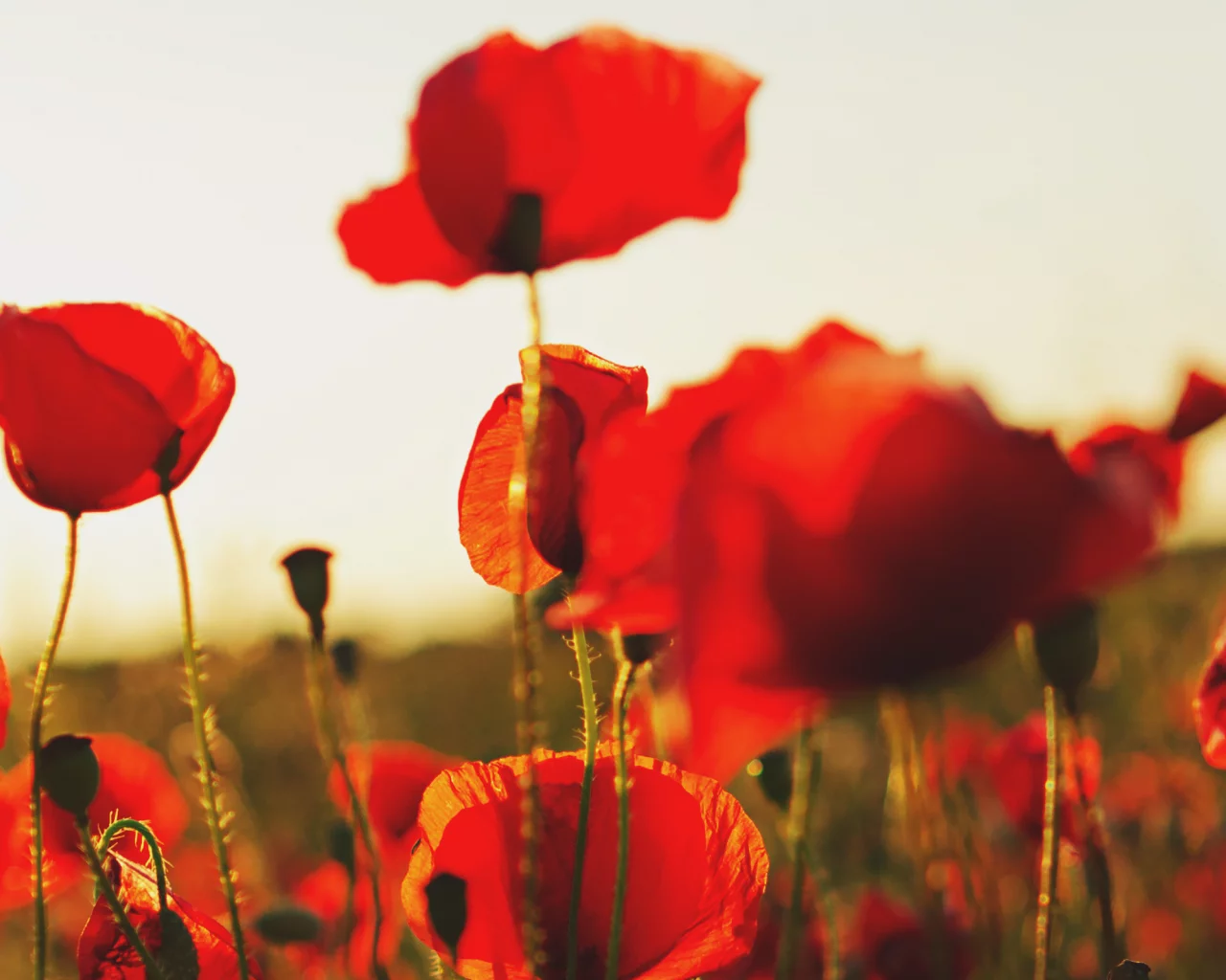 маки, небо, poppy