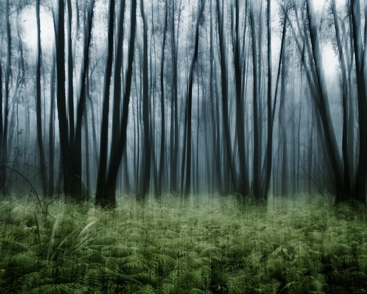 эффект, nature, лес, папоротник, заросли, природа, деревья