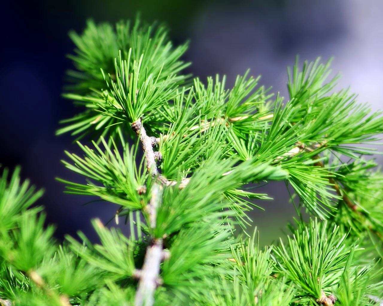 кедр, сосна, ель, хвоя, close pine