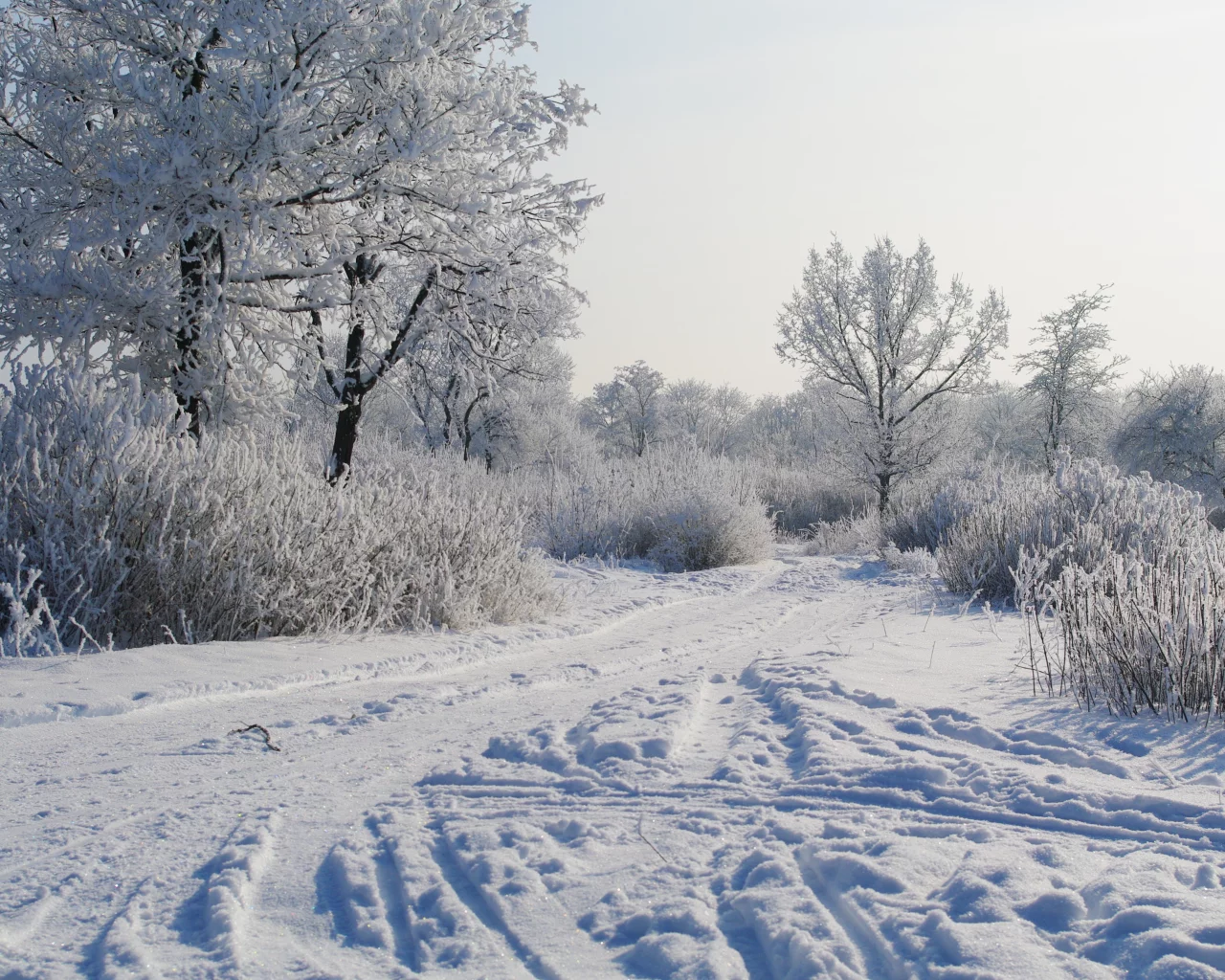 деревья в снегу, снег, утро, зима