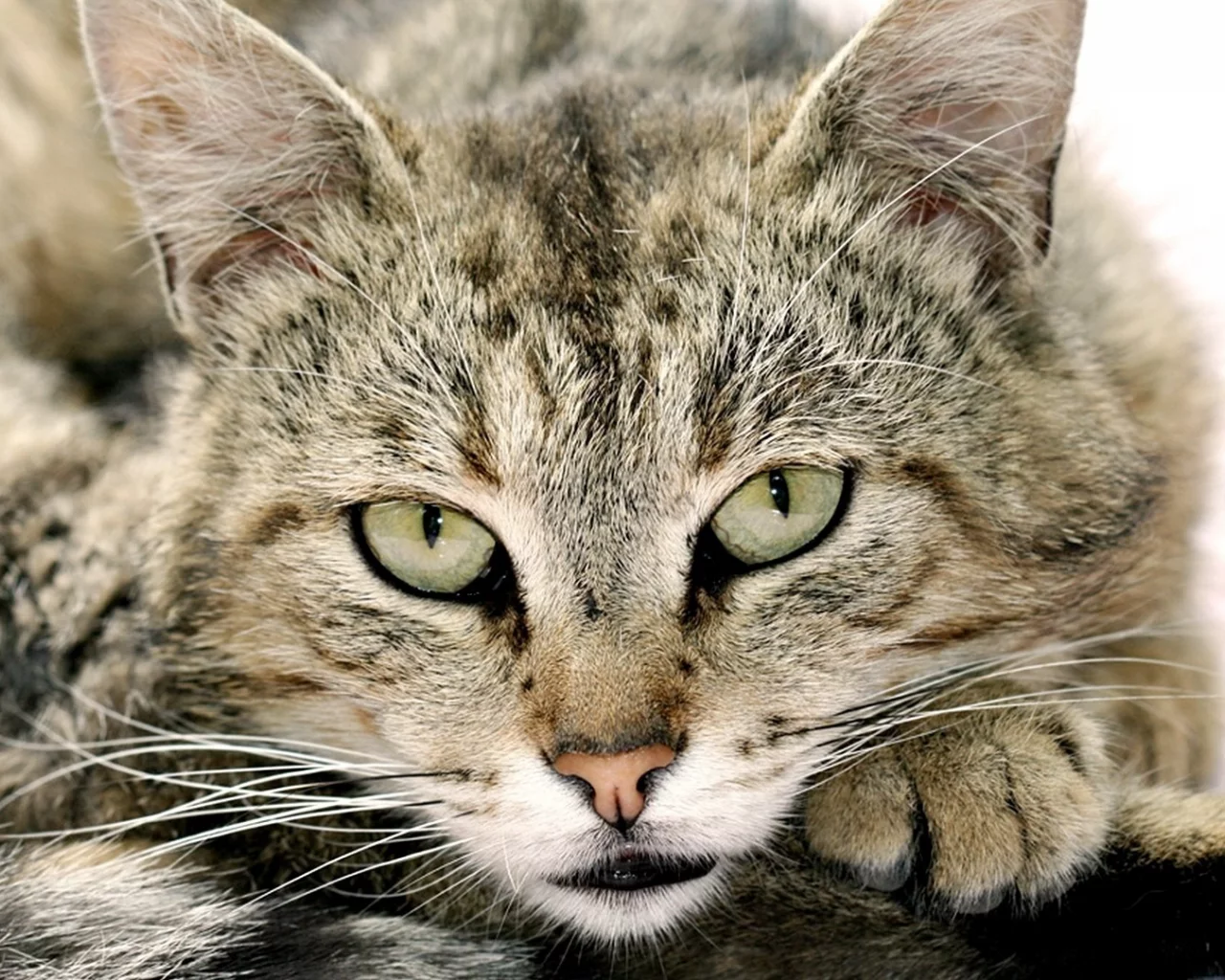 глаза, морда, взгляд, кот, усы
