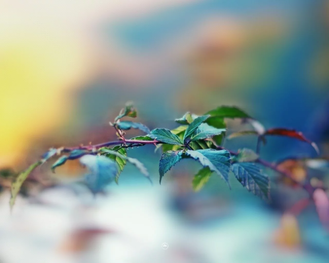 размытость, ветка, макро, leaves, листья, растение, macro