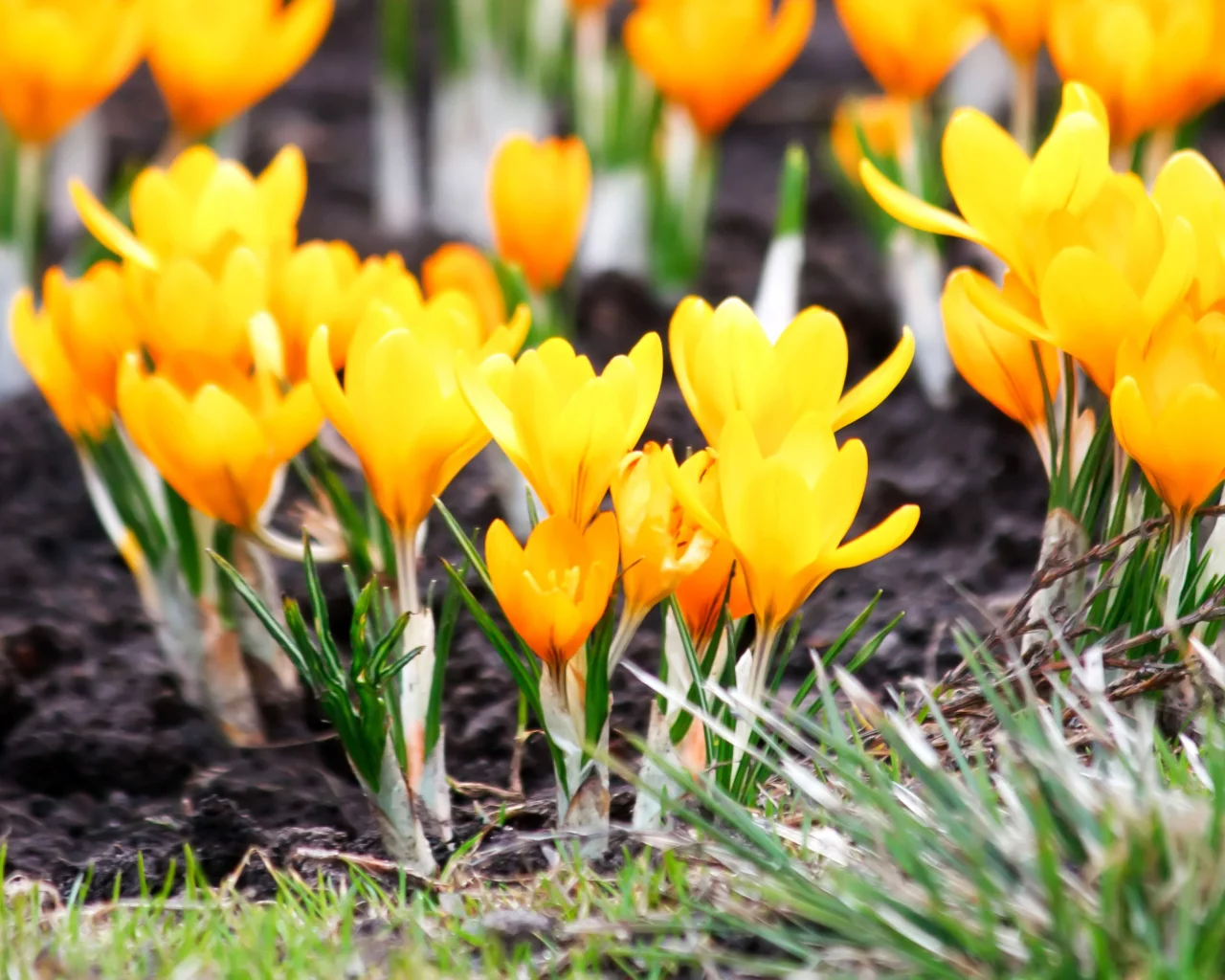 yellow flowers, весна, макро, крокусы, жёлтые, цветы