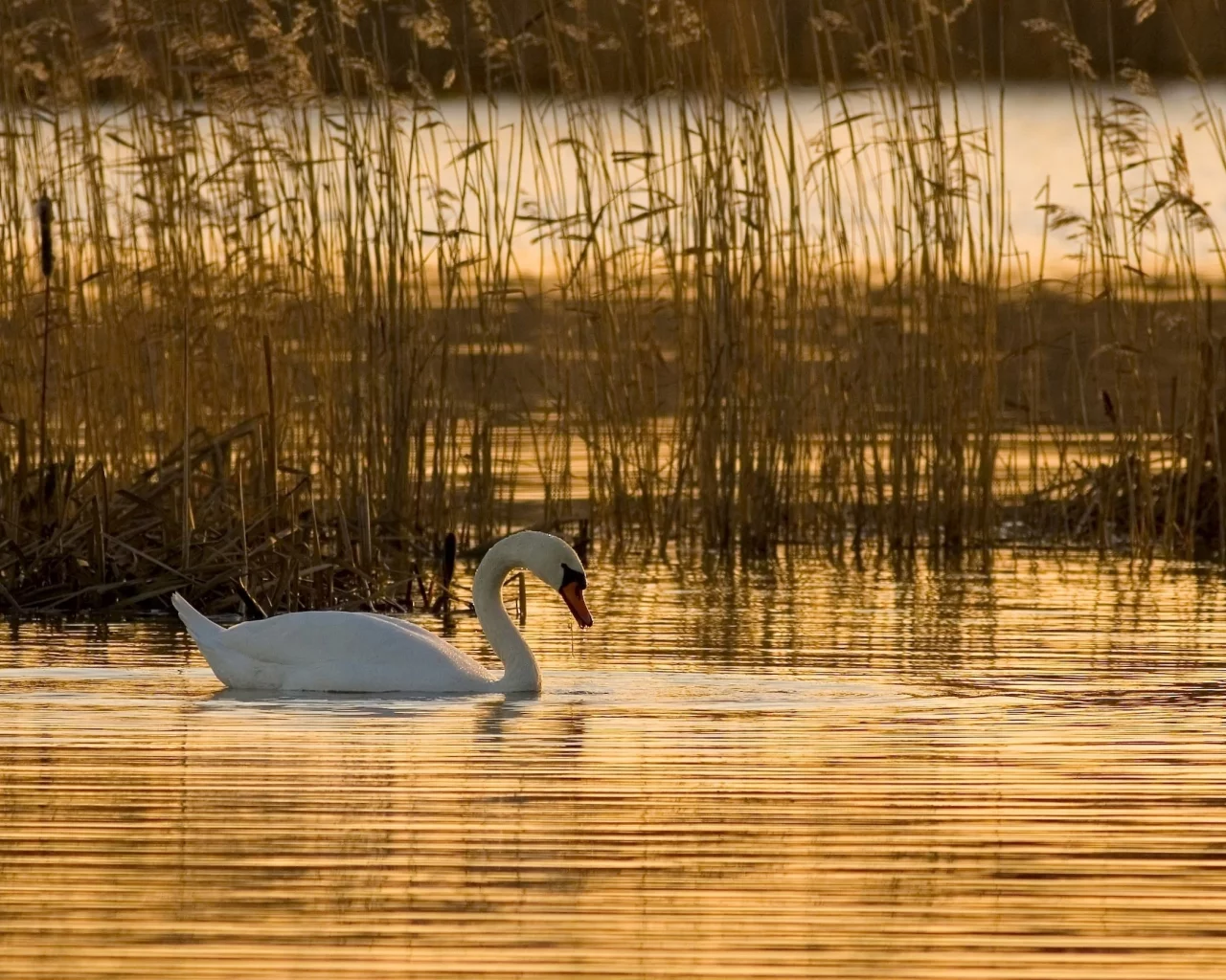камыш, лебедь, вода
