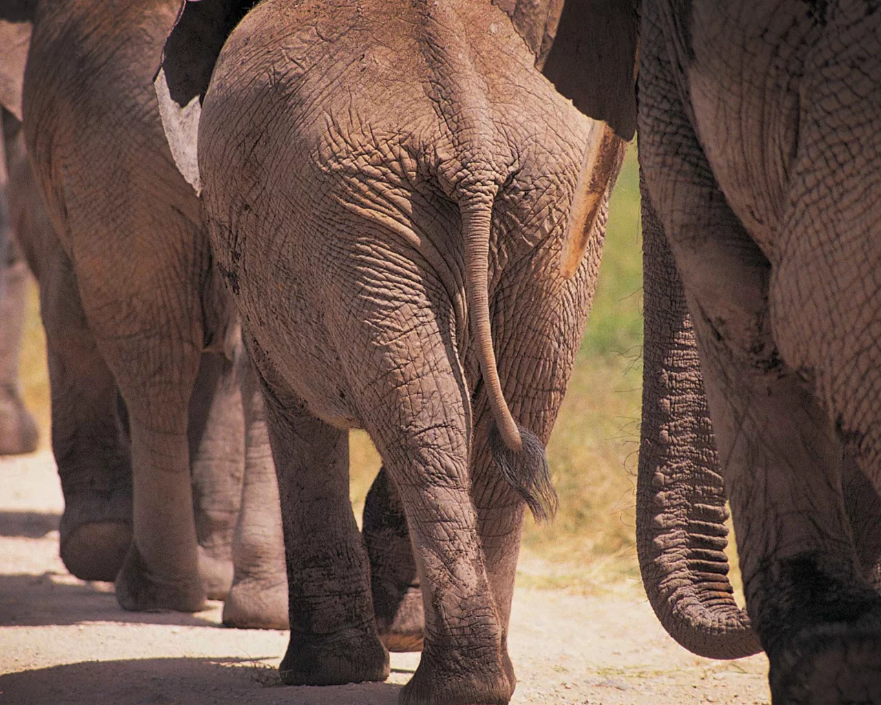 фото слонов, слоны, животные, большие животные, африка, elephants