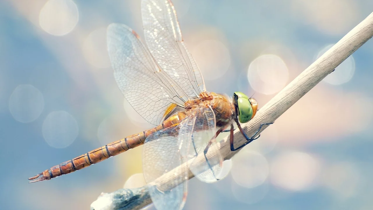 голубой, bokeh, стрекоза