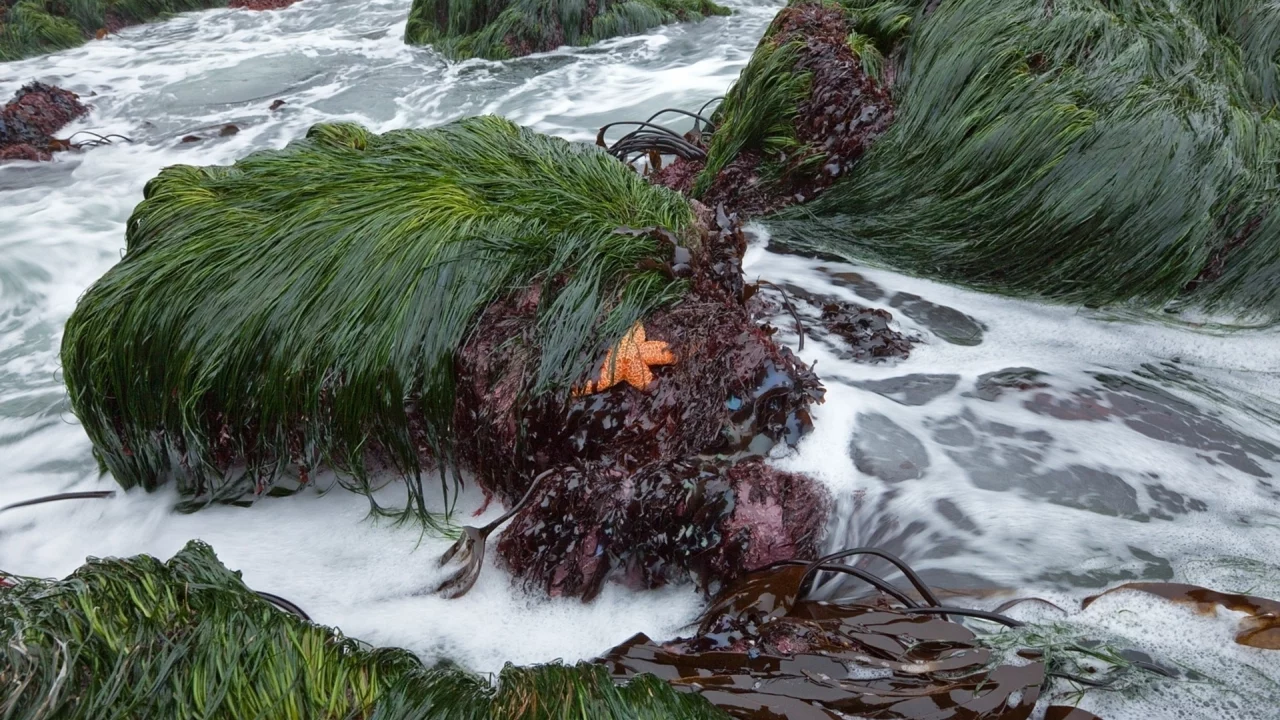 водоросли, камни, море, прибой, пена, морская звезда, трава, море