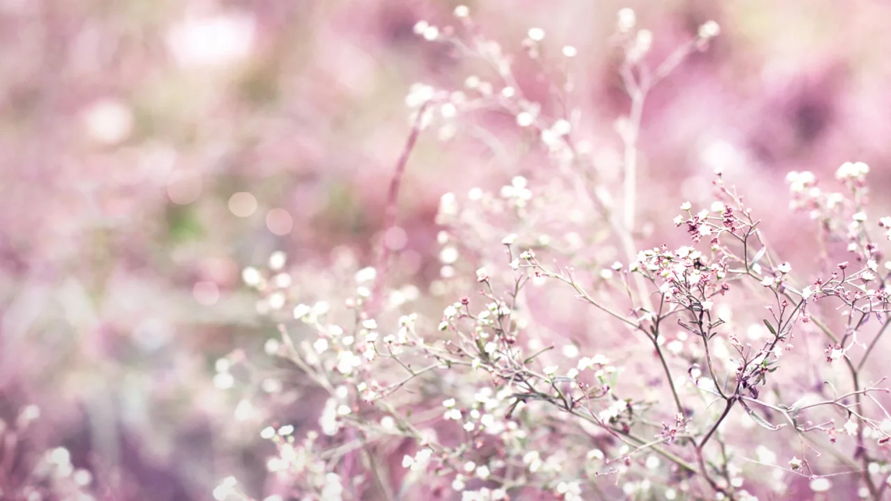растение, bokeh, розовый