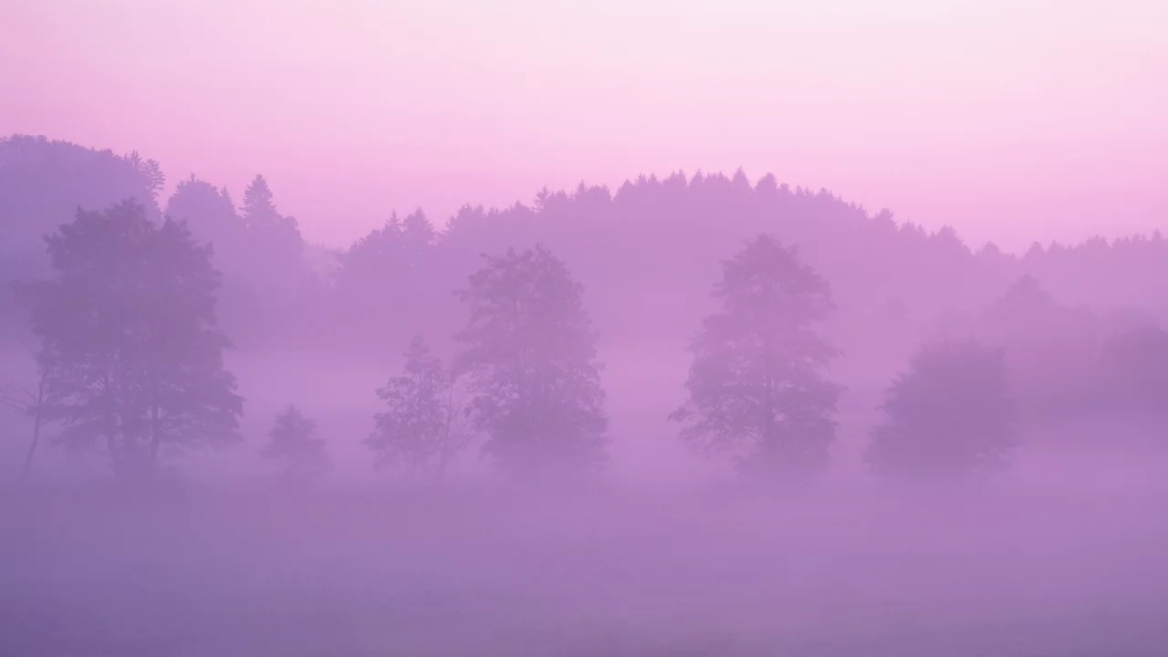 лес, розовый, туман