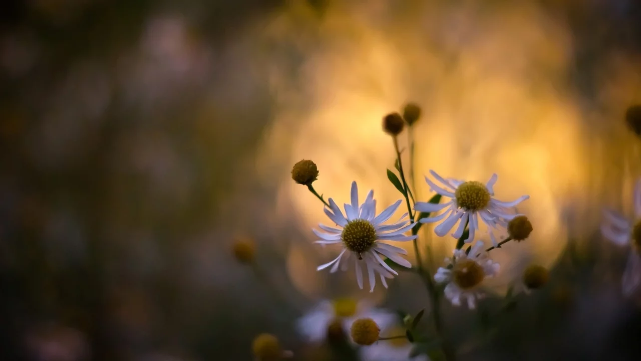 растения, цветы, spring wallpaper, обои, ромашки, цветение, природа