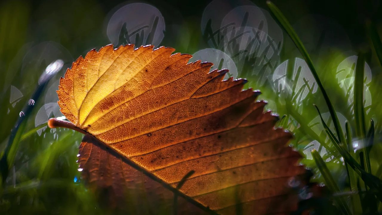листик, макро, трава, leaves