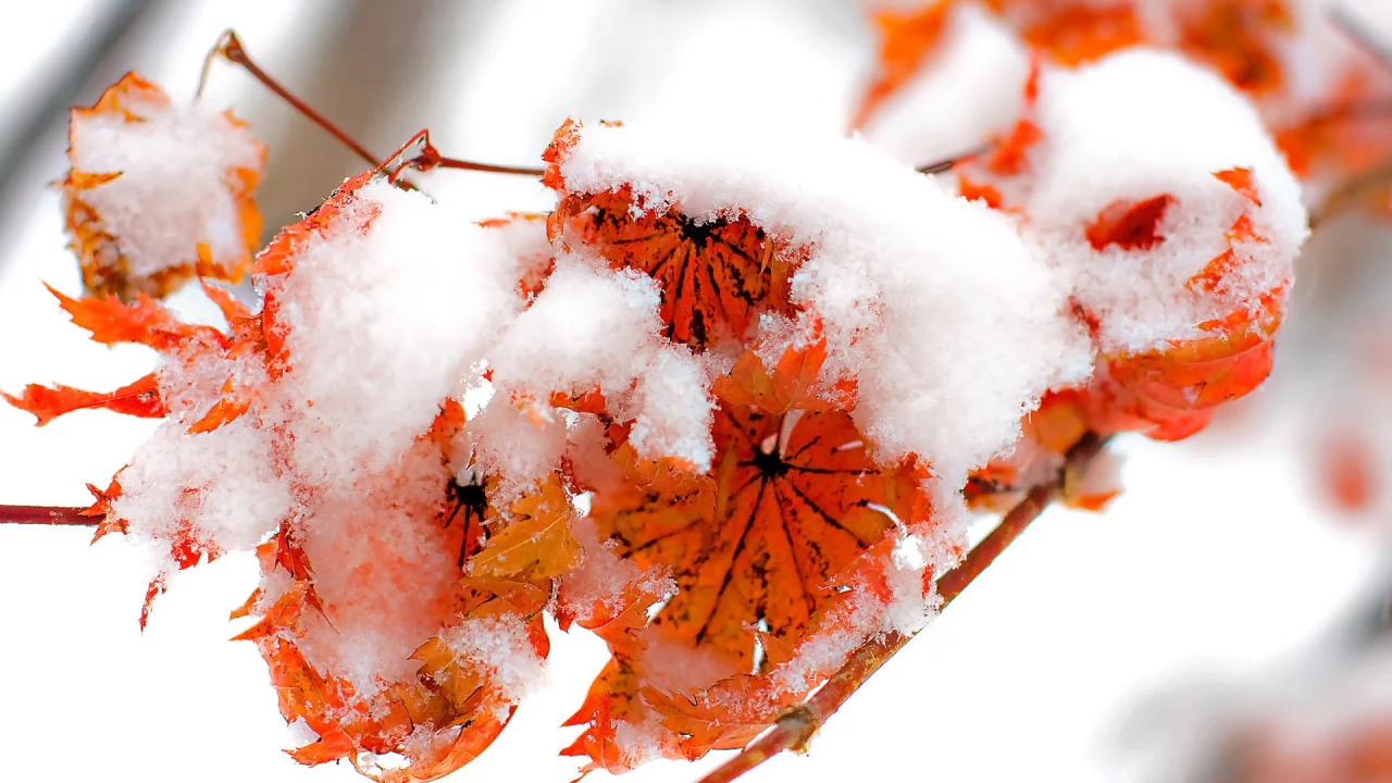 fire and snow, осень, зима, winter, листва