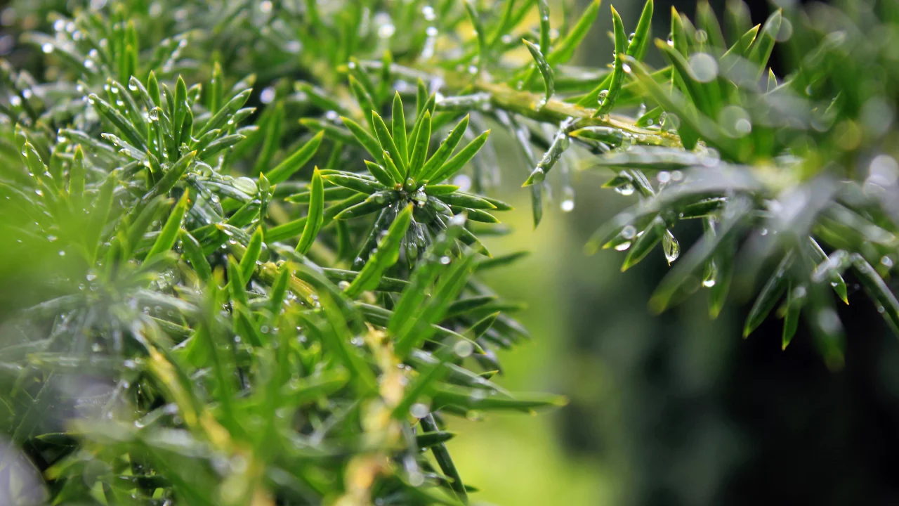 листья, leaves, nature, природа, water drops, macro, bokeh, боке, 2560x1600, капли воды, макро, greenery, зелень