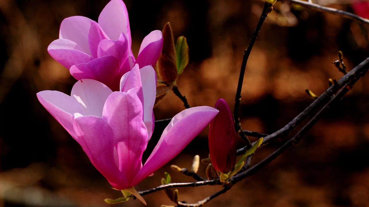 nature, веточка, природа, цветы