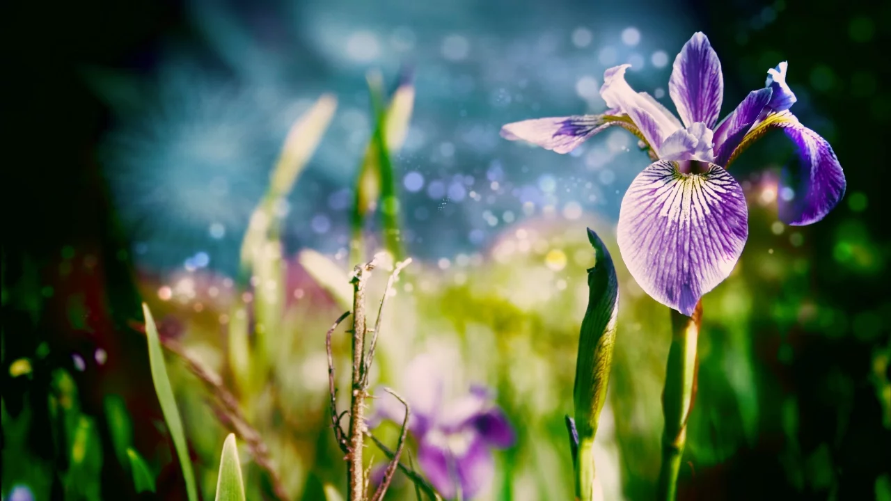 цветы, листки, природа, цветок, ирис, трава, nature, макро