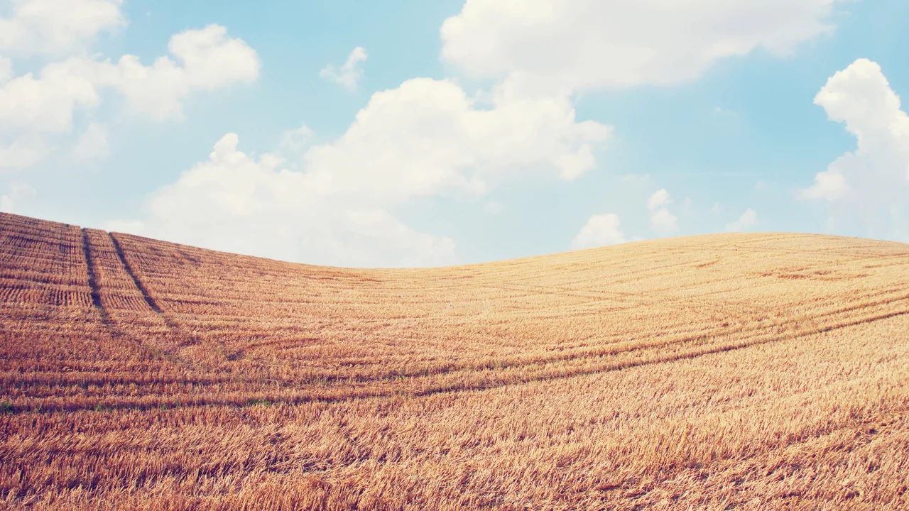 пейзаж, колосья, небо, spikes, природа, sky, nature, поле, облака, clouds, landscape, wheat, field, 2560x1600, пшеница