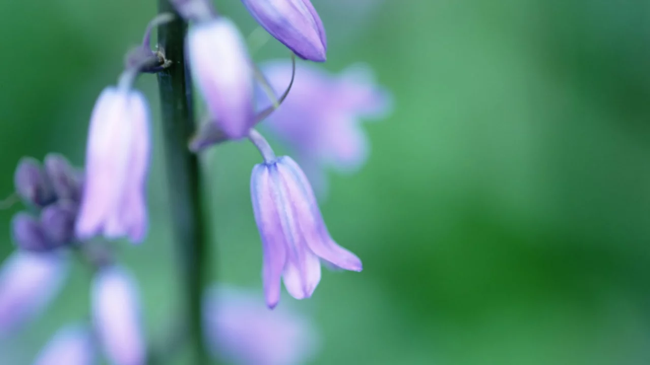 колокольчики, цветок, green, цветы, spring, зелень, весна, растение, макро