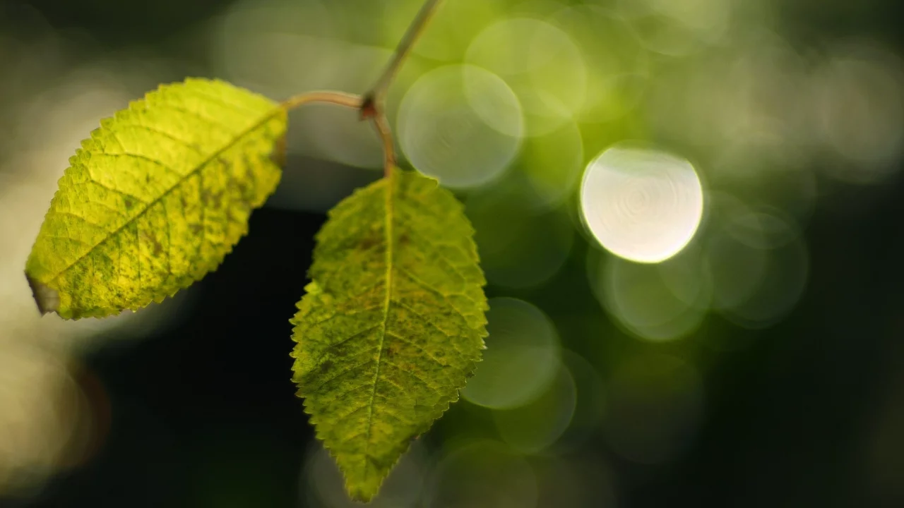 боке, фон, макро, зелень, green, обои, листья, растения