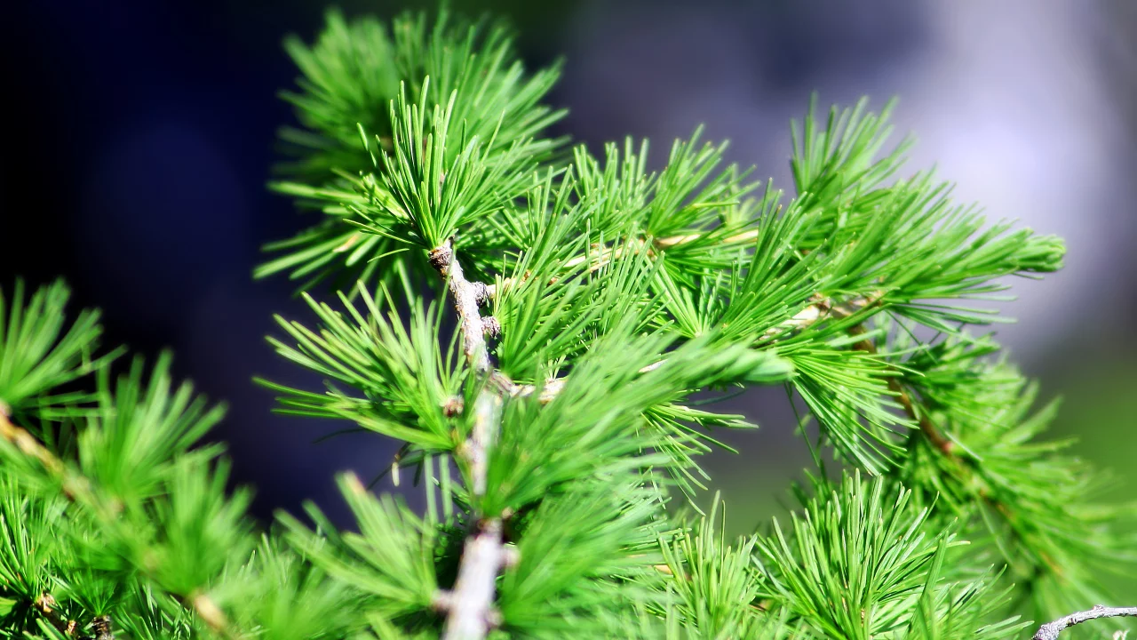 кедр, сосна, ель, хвоя, close pine