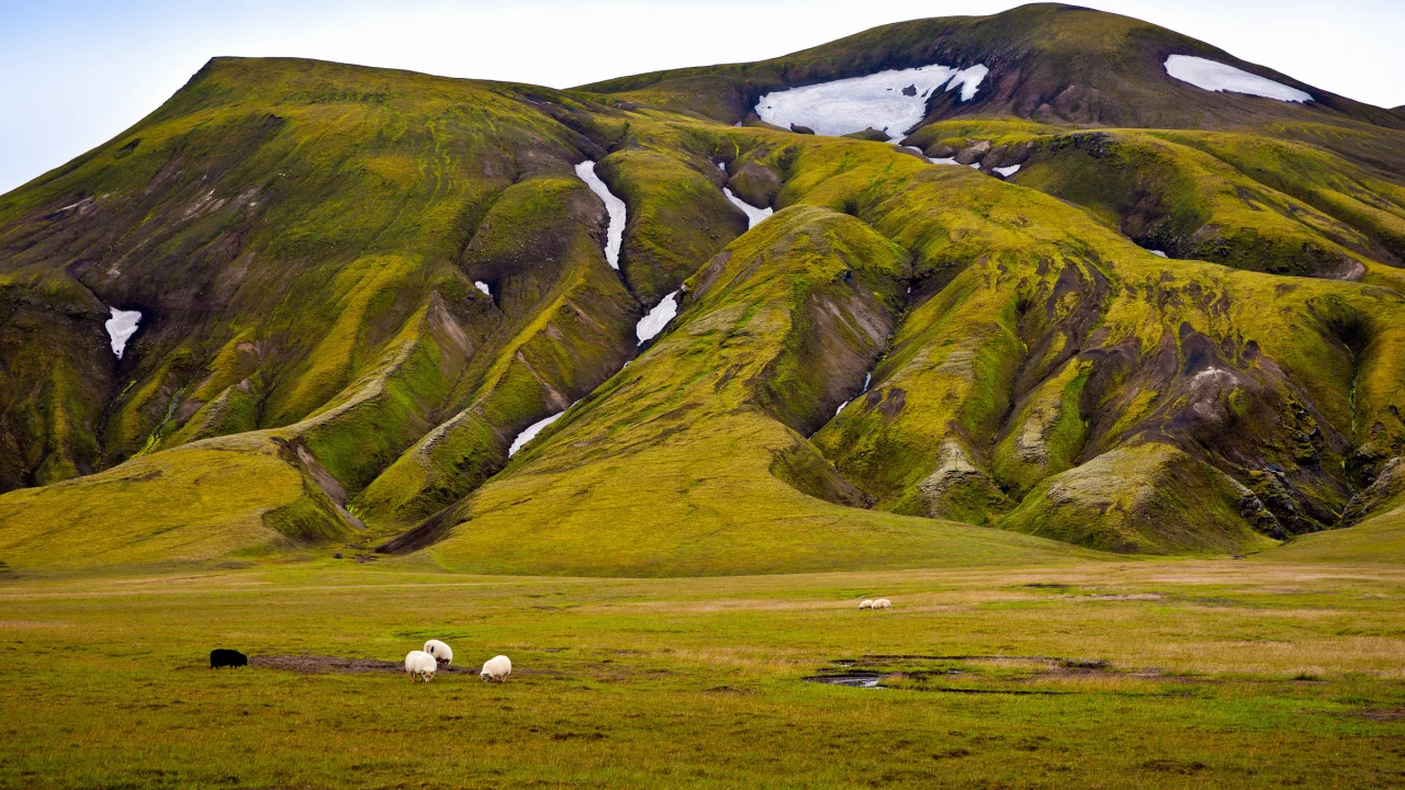 овцы, зелень, гора, снег