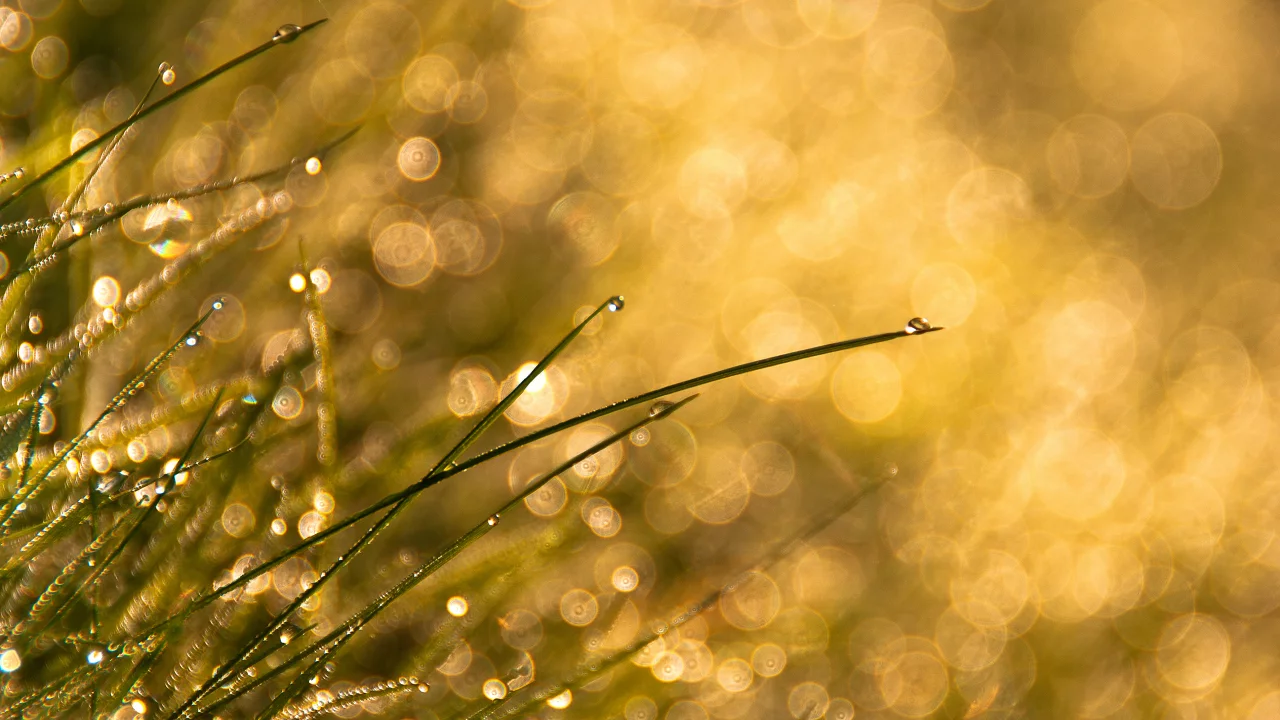 капли, bokeh, трава
