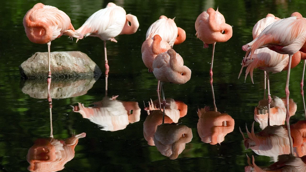 розовые, отражение, фламинго, вода, flamingo