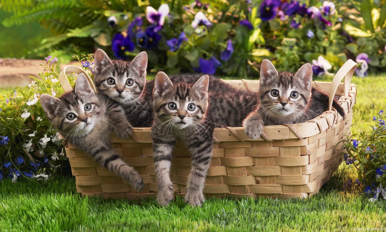 КОТЯТА, БЛИЗНЯШКИ
