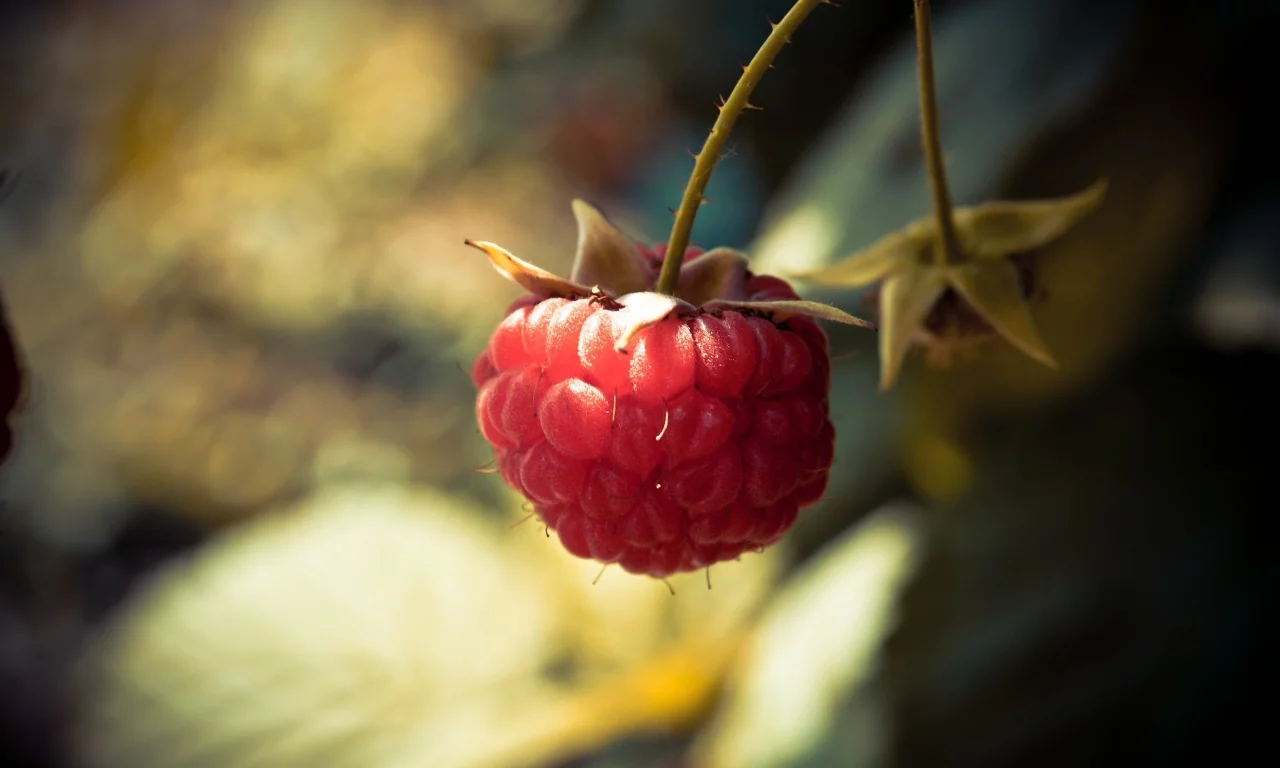 raspberry, боке, 2560x1600, light, ягода, свет, макро, berry, bokeh, macro, малина