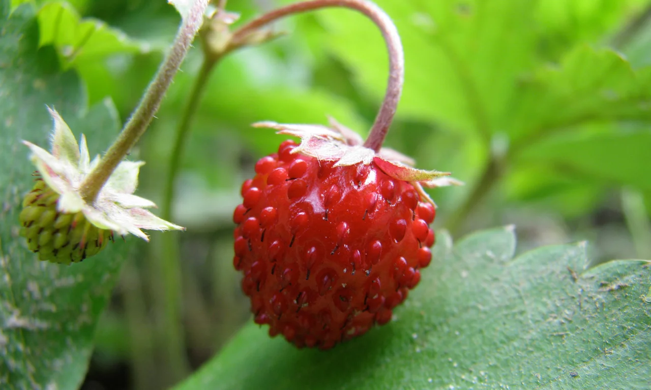 земляничка, дичка, awildstrawberry, клубничка
