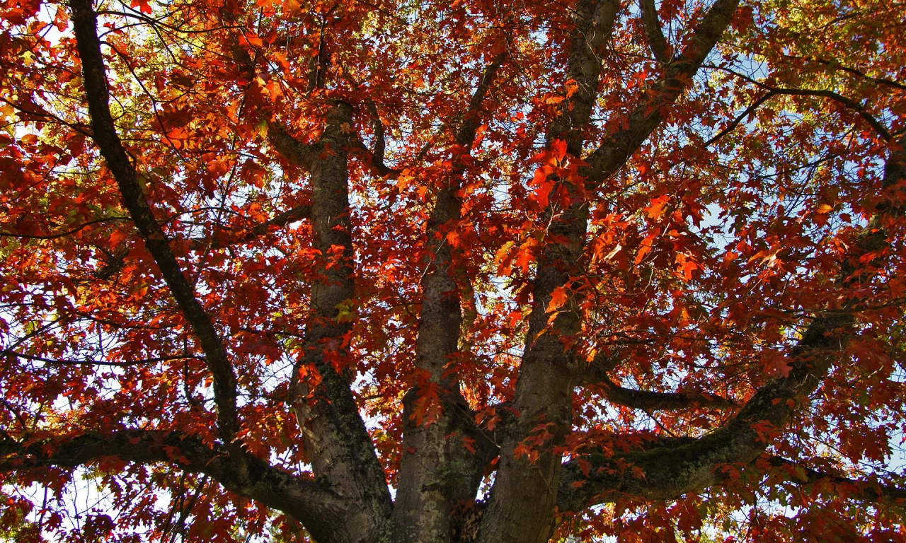 дерево, осень, oakfall, дуб