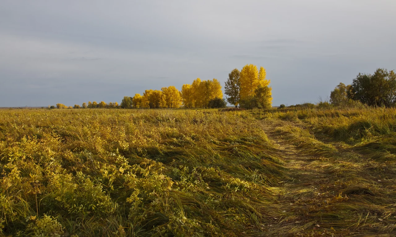 осень, даль, деревья