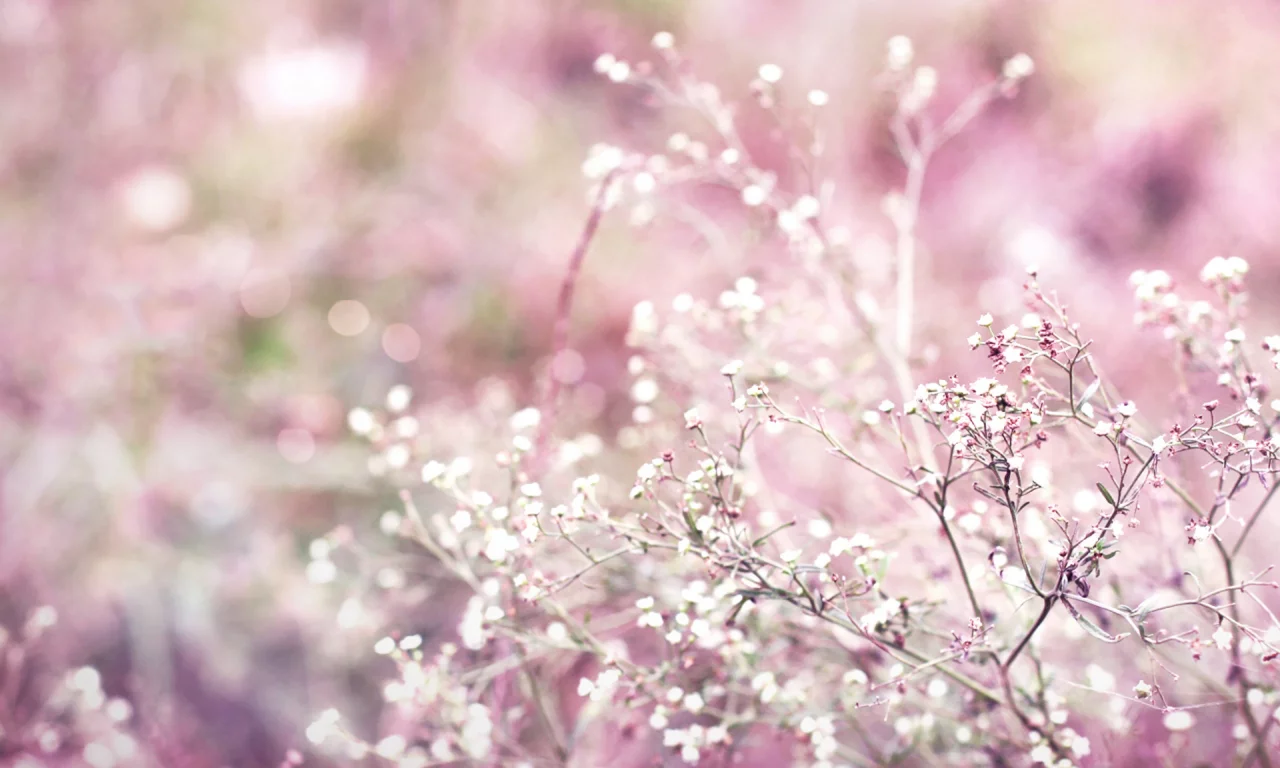 растение, bokeh, розовый
