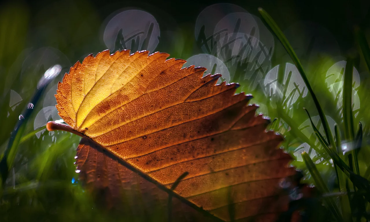 листик, макро, трава, leaves