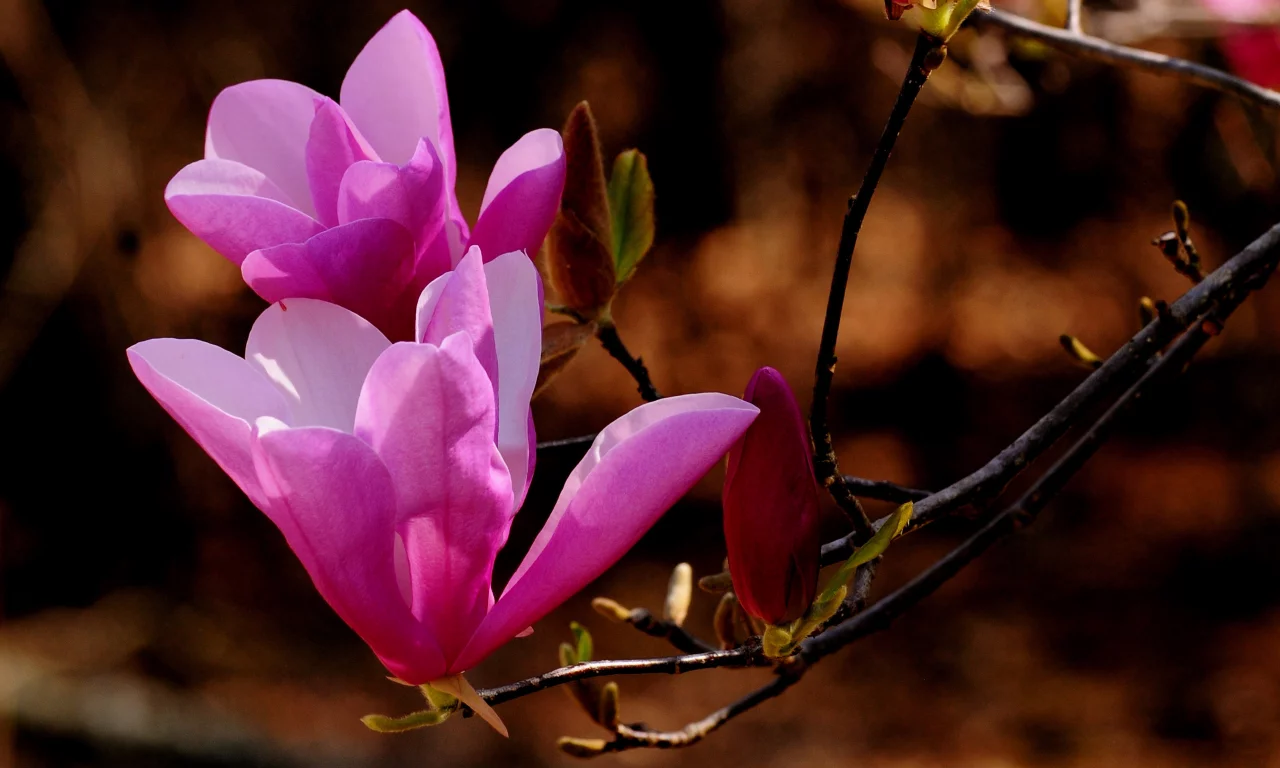 nature, веточка, природа, цветы