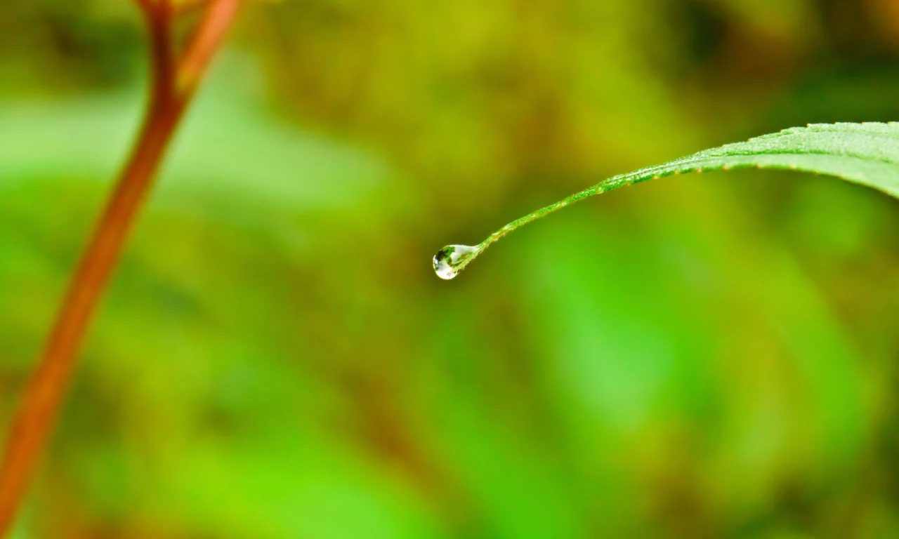 water, лист, drop, капля, воды