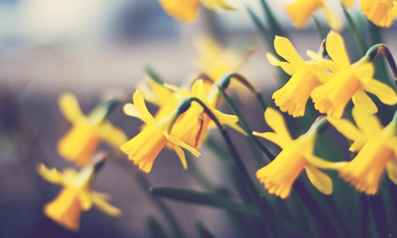 нарциссы, растение, цветок, flower, макро, цветы
