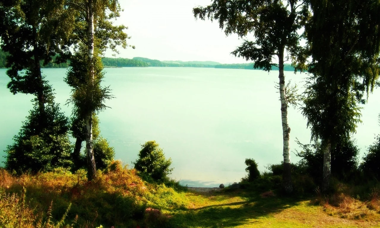 озеро, березы, вода