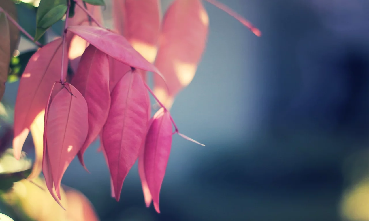 природа, листья, pink again