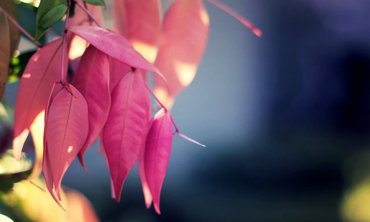 растение, макро, leaf, leaves, розовый, природа, macro, nature, цвет, pink, листья