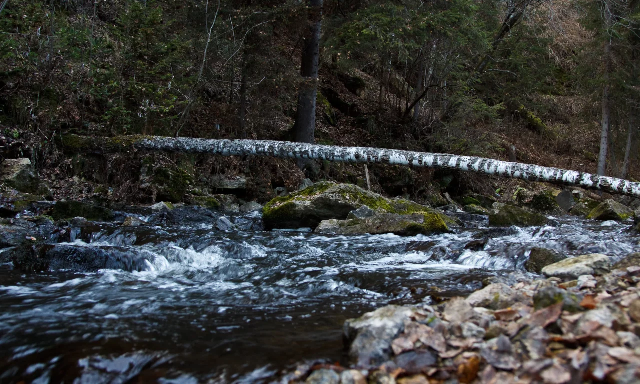 дерево, вода, камень, осень
