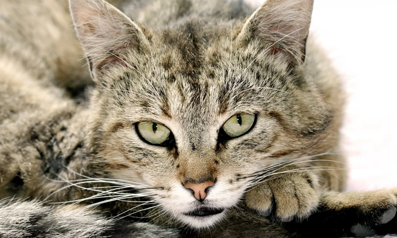 глаза, морда, взгляд, кот, усы