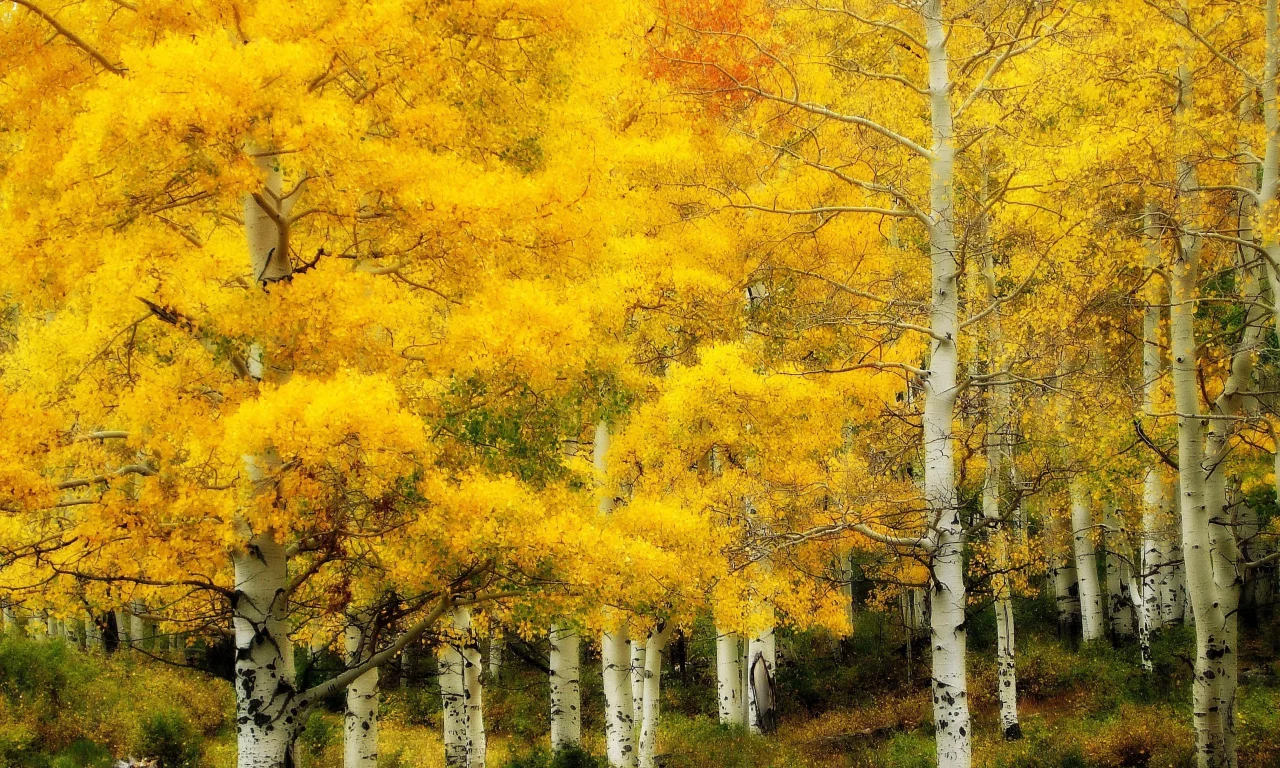 природа, золотая, берёзовая роща, осень