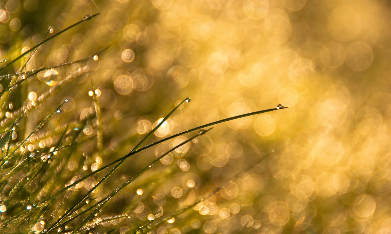 капли, bokeh, трава