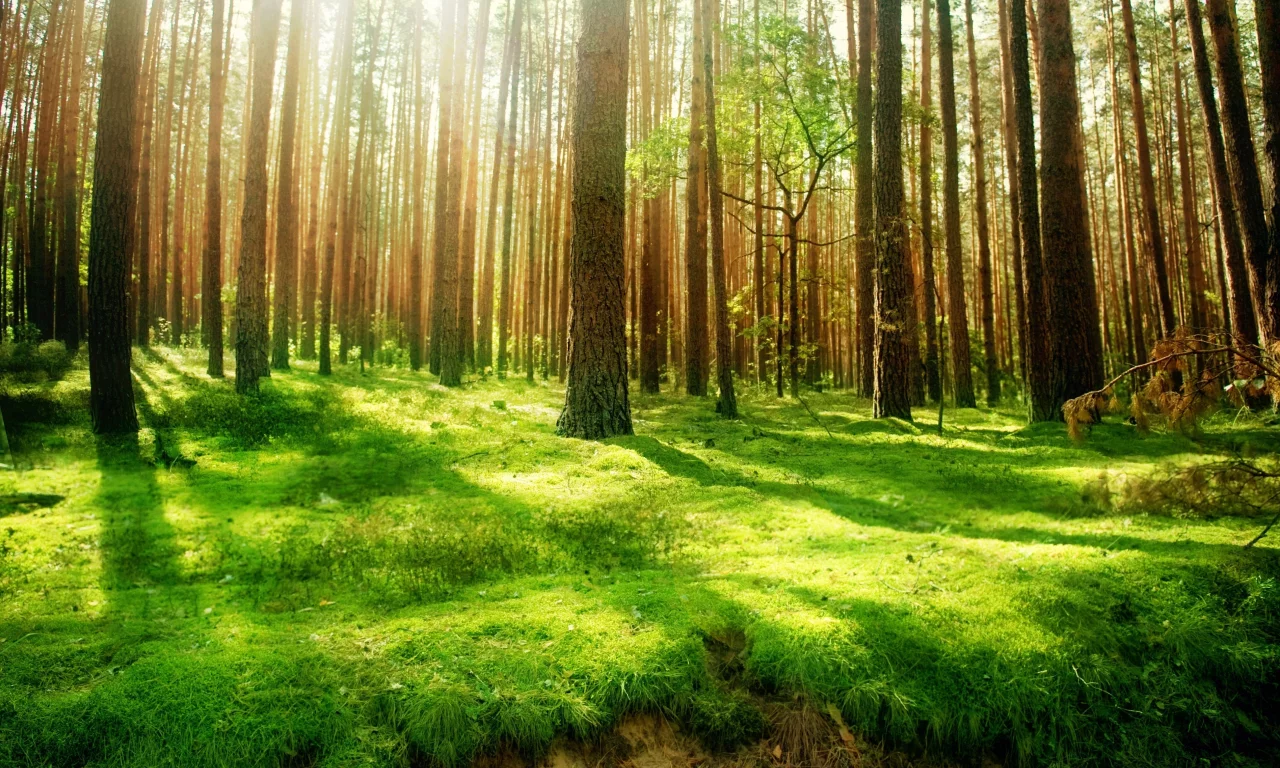 лес, природа, деревья, высоченные, beautiful wood, старинный