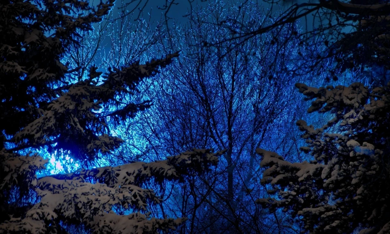снег, природа, синее, деревья, хвойные, зима, ели, небо, вечер