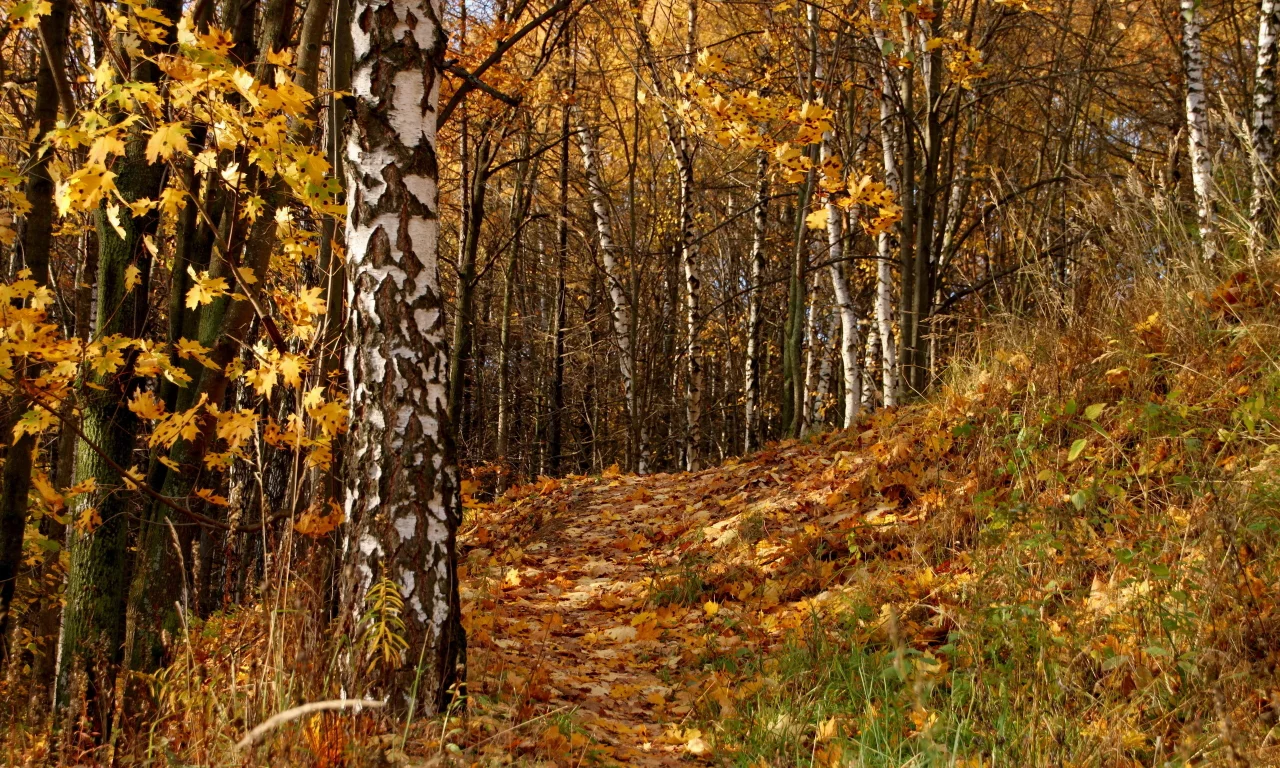 осень, листья, деревья