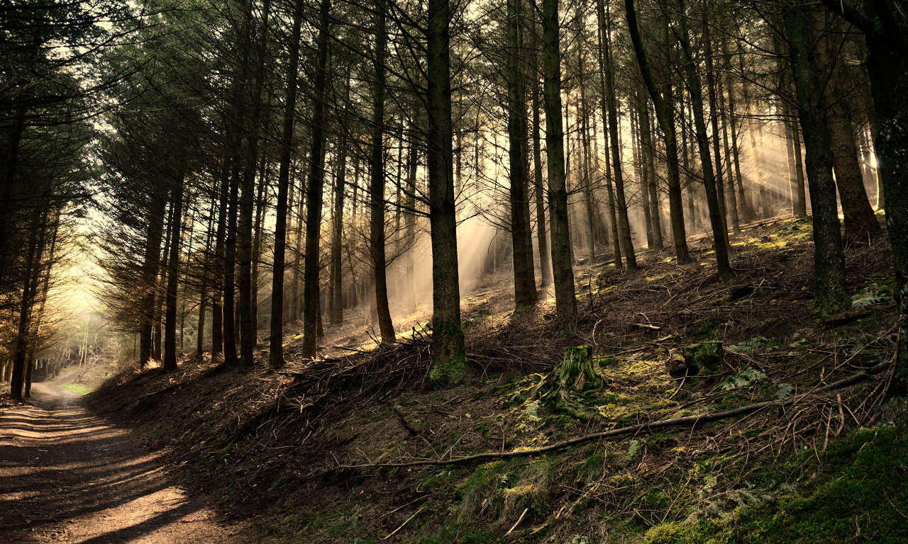 деревья, лес, shaftwoods, forest, belgium, green, свет, сосны, brown, dark green