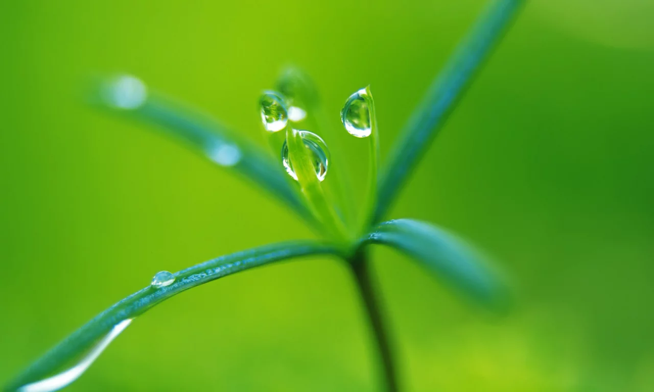 green, росток, капли, растение, макро, зеленый